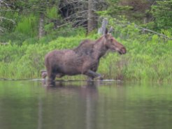 paddle34 wolcott moose 35